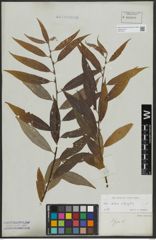 Foto von Salix alba L. x Salix fragilis L.